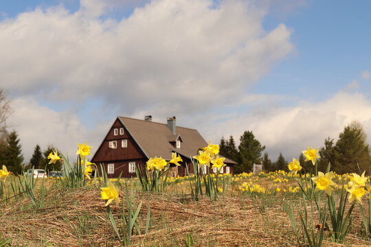 wild daffodils in nature, meadow dotted with yellow flowers, Hnojov&yacute; dům cottage in the Jizerka settlement in the background