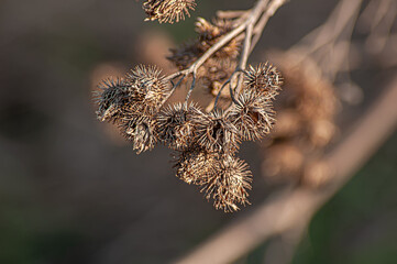 Beautiful abstract close-up of golden dried grass meadow.
