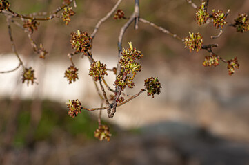 A beautiful nature scene with a budding tree and sunlight. A sunny day.