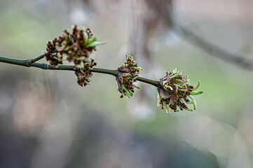 A beautiful nature scene with a budding tree and sunlight. A sunny day.
