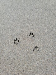 footprints in sand