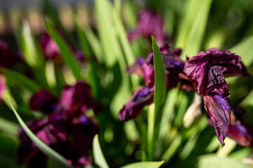 Background background purple flowers cockerel irises. View from above. Green leaves