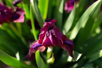 Background background purple flowers cockerel irises. View from above. Green leaves