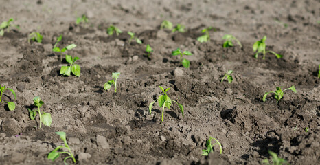 Seedling planted peppers. Vegetable garden, agriculture, rural, business
