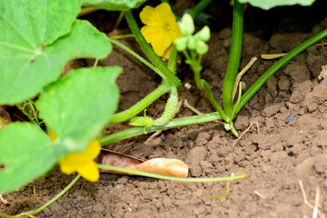 Cucumber plant with a flower close-up. Macro of young cucumbers Growing, flowering cucumber.