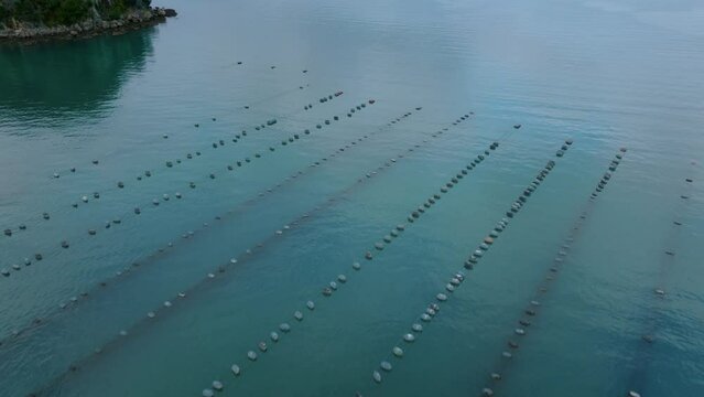 Aerial: Coromandel peninsula mussel farms, New Zealand