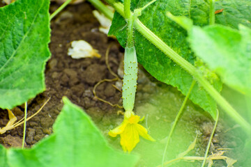 Cucumber plant with a flower close-up. Macro of young cucumbers Growing, flowering cucumber.