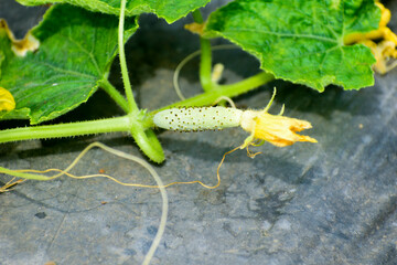 Cucumber plant with a flower close-up. Macro of young cucumbers Growing, flowering cucumber.