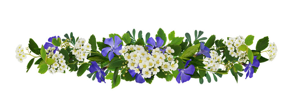 Spring twigs of periwinkles and spirea with small green leaves, flowers and buds in a floral garland isolated on white