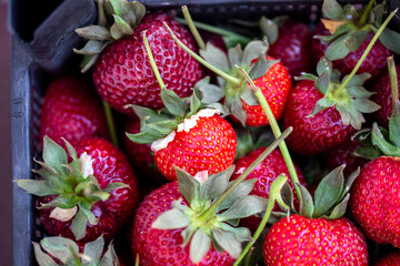 red ripe strawberries close-up