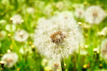 Dandelion. Dandelion seeds. Field of white dandelions.