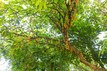closeup of Burmese grape on the tree at Thailand