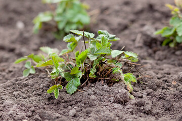 Young strawberry bush in the ground. nature photography, side view