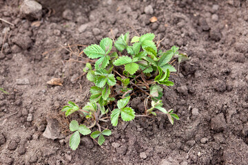 Strawberry bush in the garden