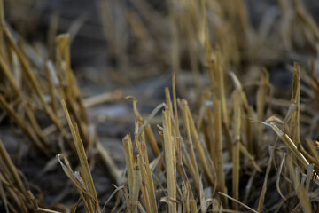 Fototapeta premium grass in the wind