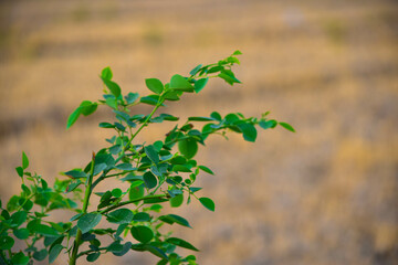 green leaves background