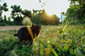 Obraz premium cute lost kitten