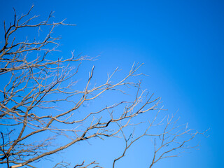dead branches under the blue sky in winter