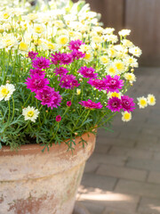 Potted Argyranthemum flowers
Marguerite yellow and violet flowers
