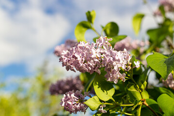 purple blooming varietal double lilac with green leaves in spring garden
