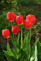 チューリップの花