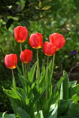 チューリップの花