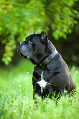 Cane Corso in green grass