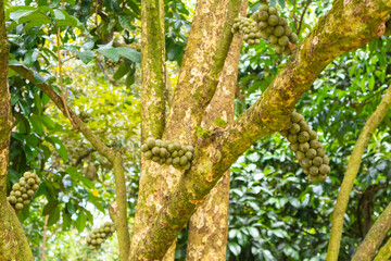 closeup of Lansium parasiticum or longkong tree at Thailand