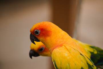 yellow and red macaw