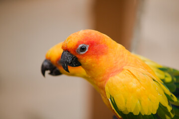 close up of a parrot