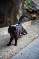 Cute black cat outdoor