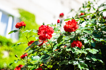 Obraz na płótnie Canvas Red rose bush blooming in the garden