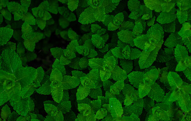 Green leaves of mint plant