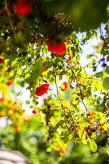 Red rose bush blooming in the garden
