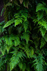Naklejka na ściany i meble Green leaves of fern plant
