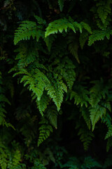 Green leaves of fern plant