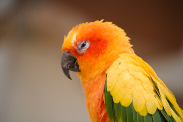 red and yellow macaw