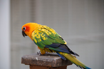 blue and yellow macaw
