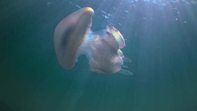 Floating in the thickness (Rhizostoma pulmo), commonly known as the barrel jellyfish, frilly-mouthed jellyfish, Black Sea