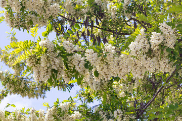 White acacia flower closeup (Robinia pseudoacacia). Acacia tree bloom