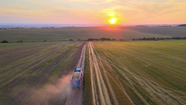 Aerial view of lorry cargo truck driving on dirt road between agricultural wheat fields at sunset. Transportation of grain after being harvested by combine harvester during harvesting season