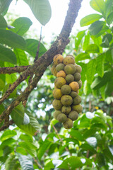 closeup of Lansium parasiticum or longkong tree at Thailand