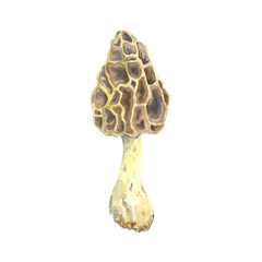 Watercolor mushrooms on white background. Botanical illustration for postcards, posters, textile design.