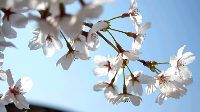 日本に咲くサクラは野生種から園芸種まですべて合わせると500～600品種を超えるといわれます。花の形もサイズもまさに色とりどり。