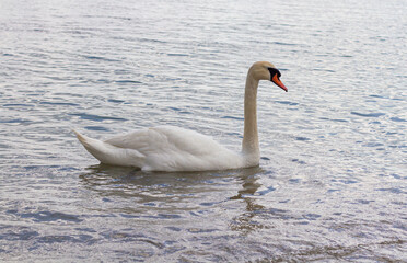 Mute swan (Cygnus olor) swimming on the water