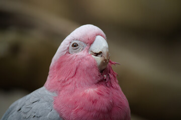 close up of a pink parrot