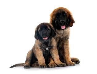 Obraz premium puppies Leonberger in studio