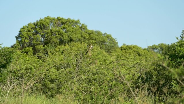 Giraffe im Naturreservat im Hluhluwe Nationalpark S&uuml;dafrika