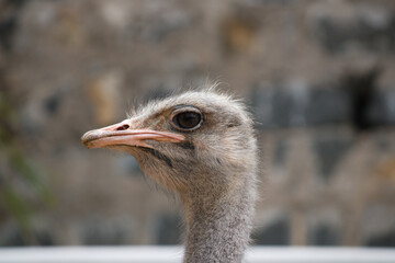 ostrich head close up