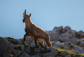 Alpine ibex in the Julian Alps high in the mountains